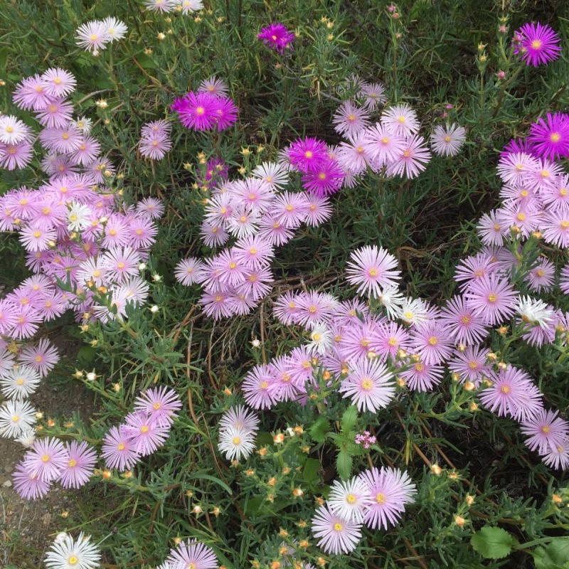 Ice Plant Lampranthus sp.